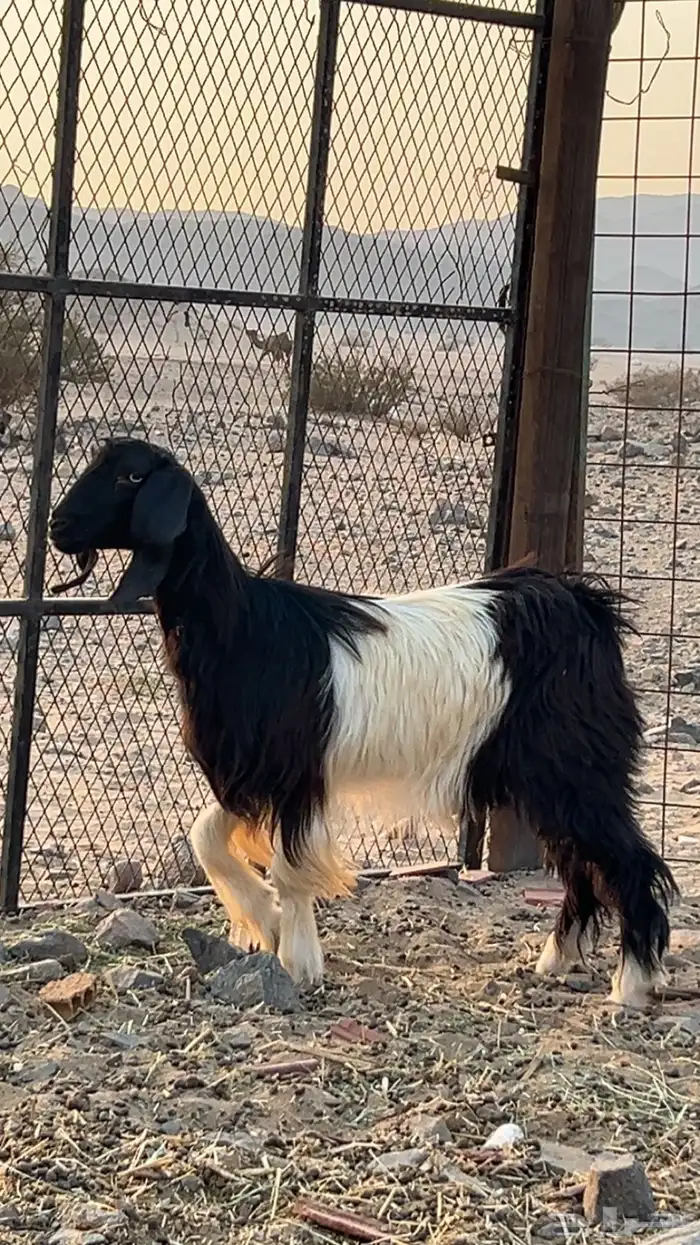 جفره للبيع 0