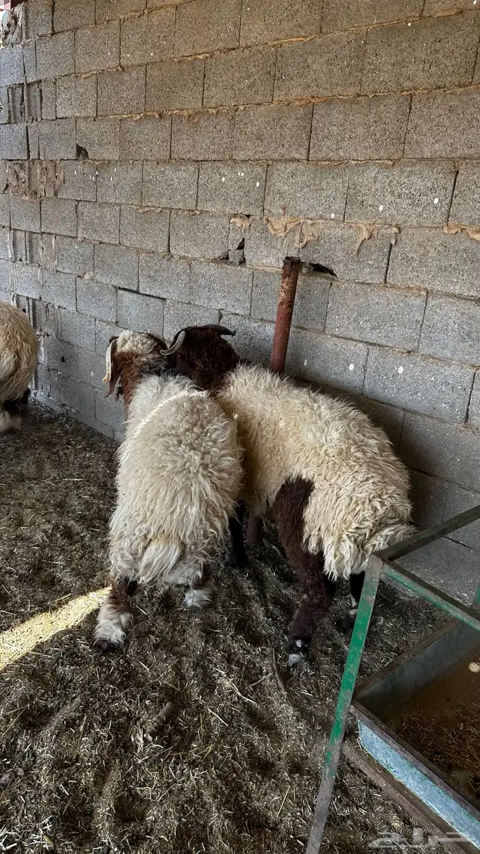 ذبايح نعيم 1