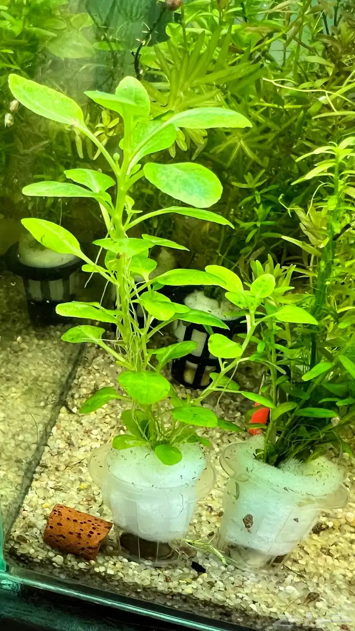 نباتات نهرية لحوض السمك متنوعة 3