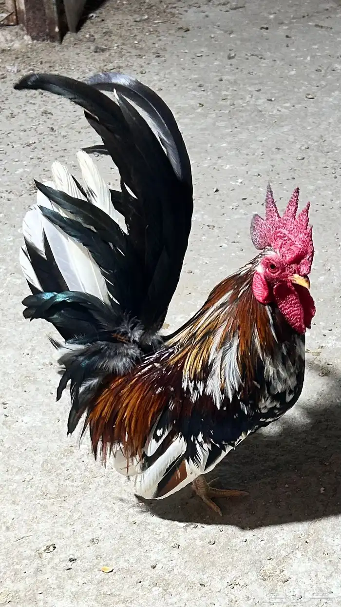 ديك جبانيز منتج اللون ماكنتوش 0