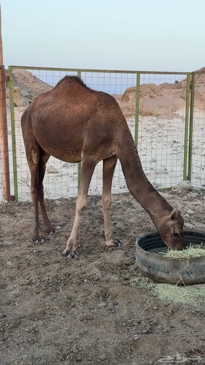 بكره عمرها سنه ونص 0