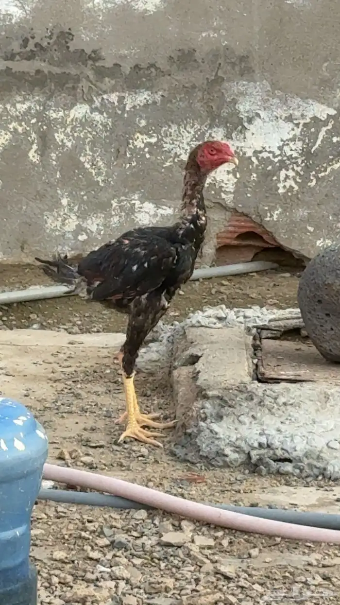 ديك سندي جرم وطول 3