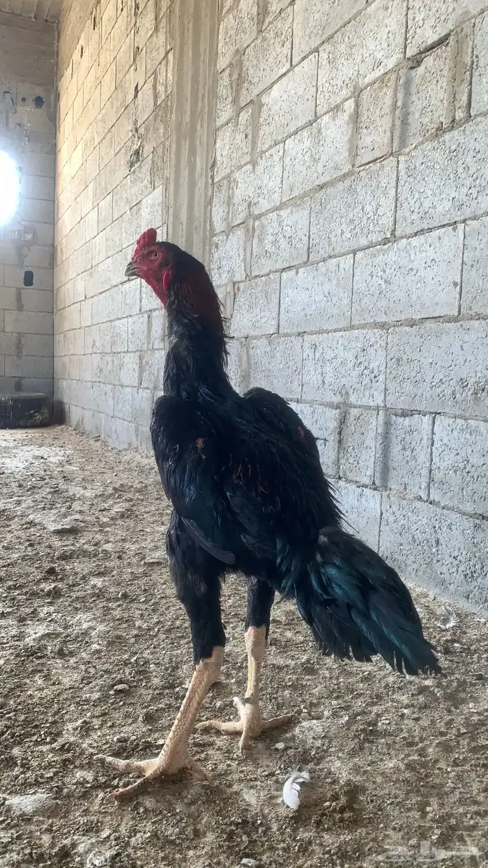 ديك شامو الماني 0