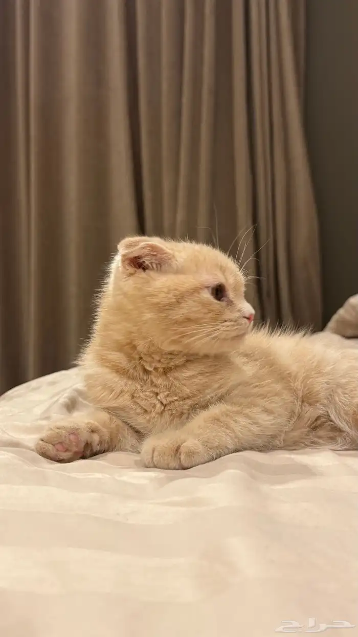 هرة سكوتش فولد أنثى 4