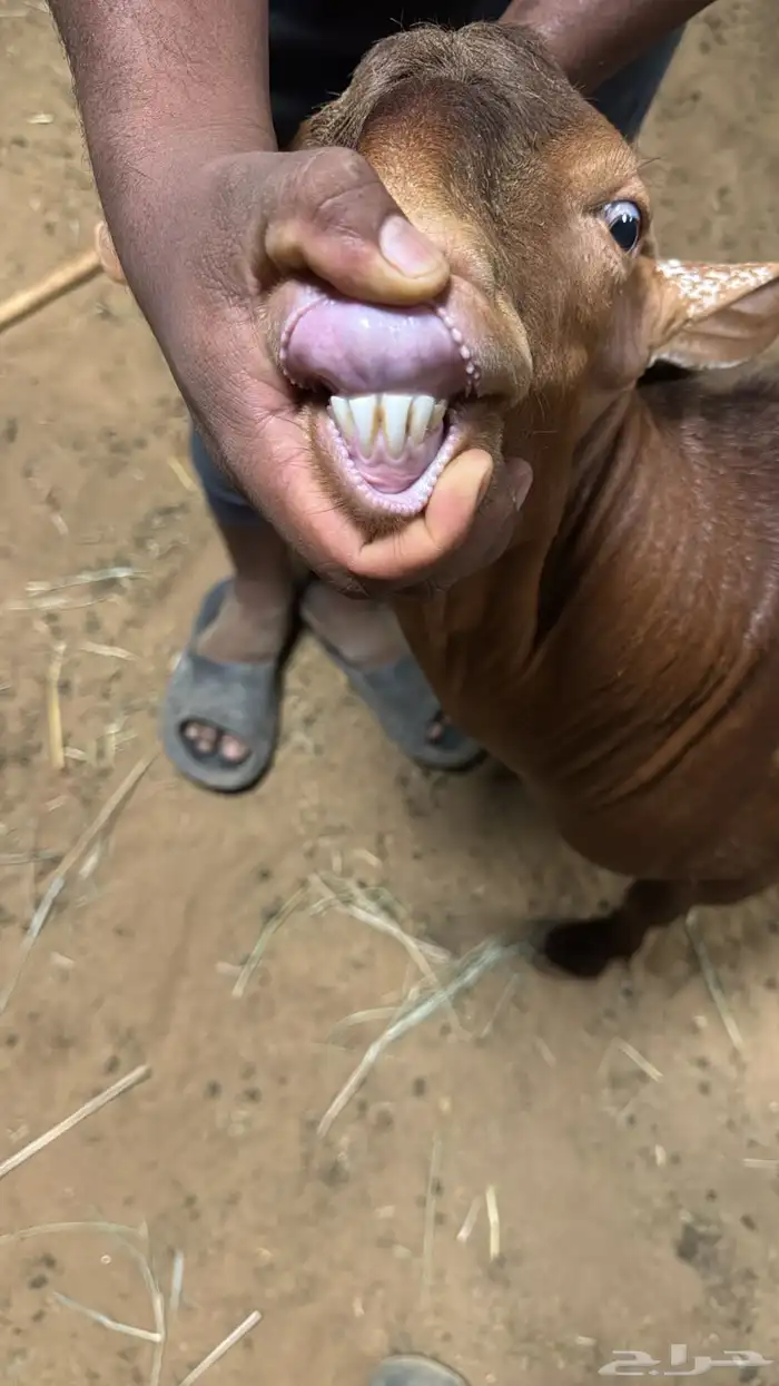 تبس فحل صنف. الدهم 2