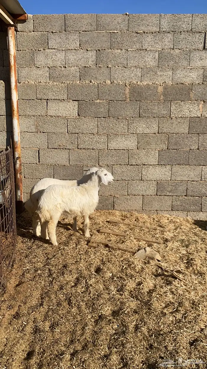 رخال حريه للبيع 2