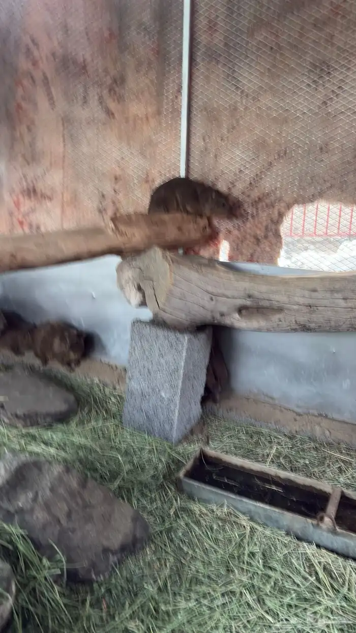 وبران للبيع . 5