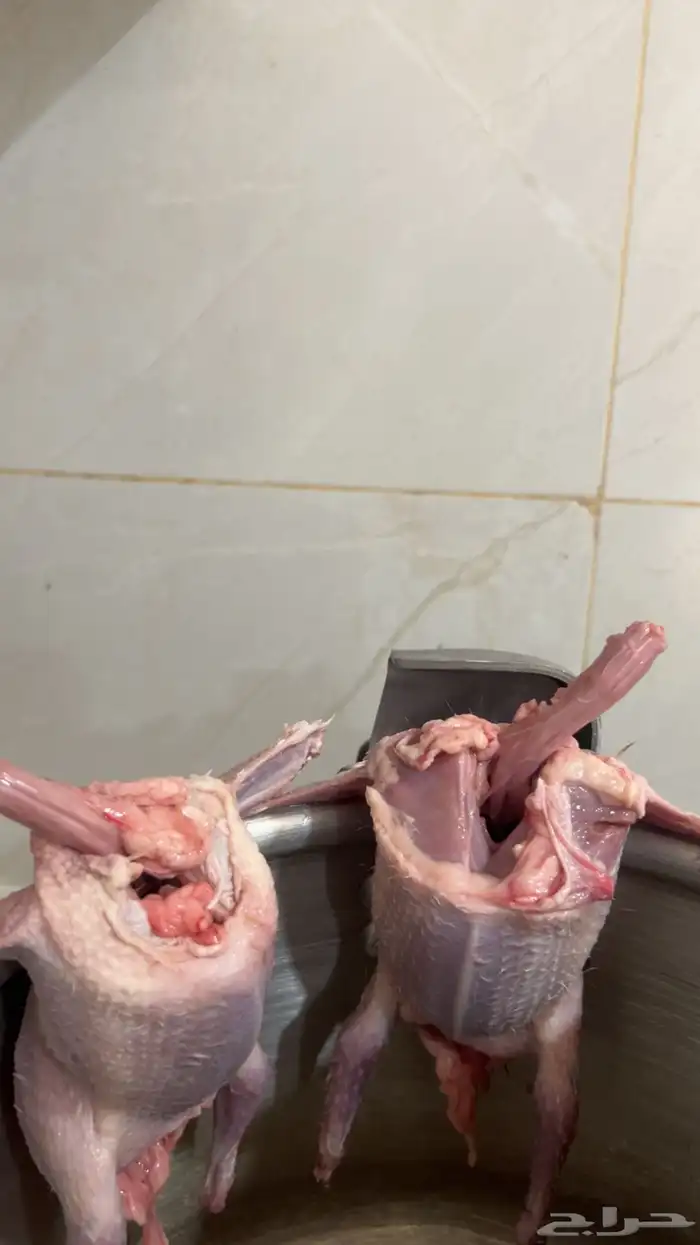 فروخ حمام للبيع فرنسي سلفر زاجل مذبوح 5