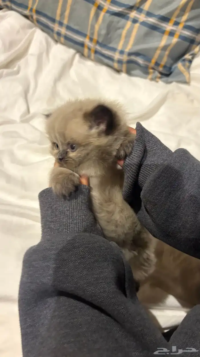 هجين سكوتش وهملايا 21