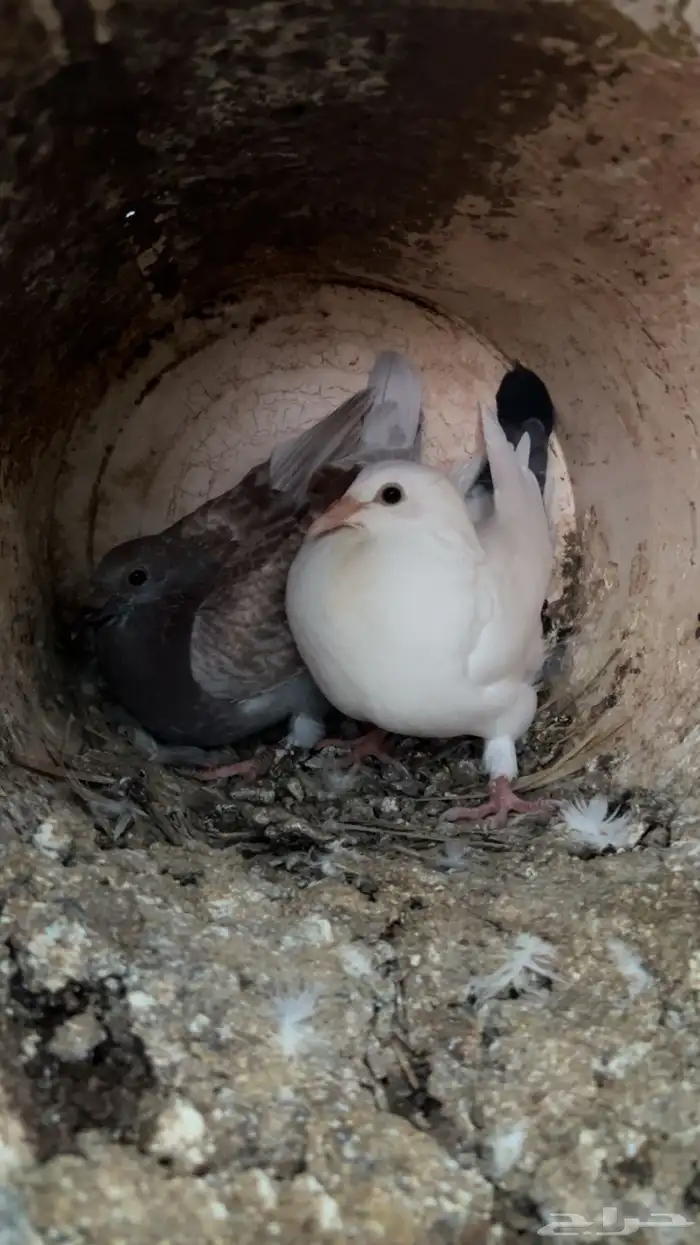 فروخ حمام للبيع فرنسي سلفر زاجل مذبوح 1