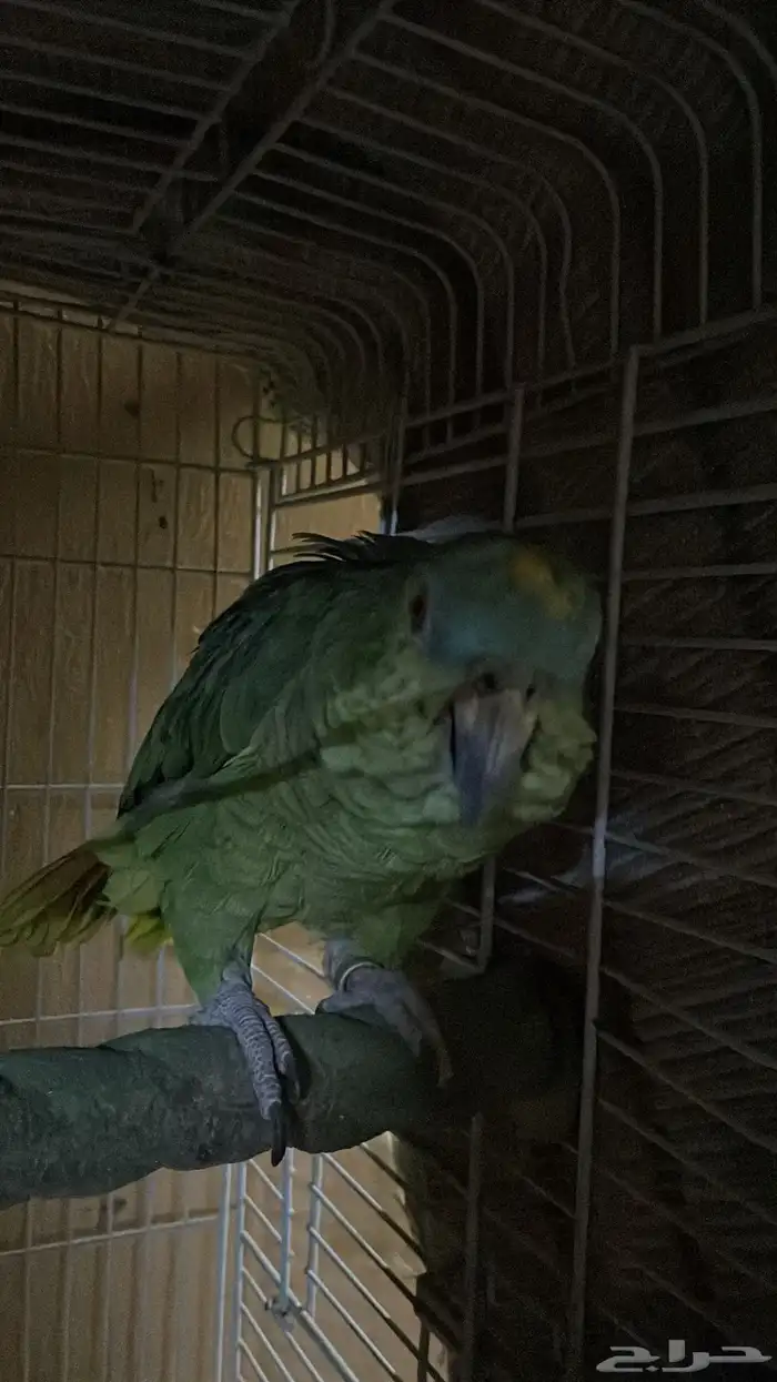 ببغاء امزوني 1