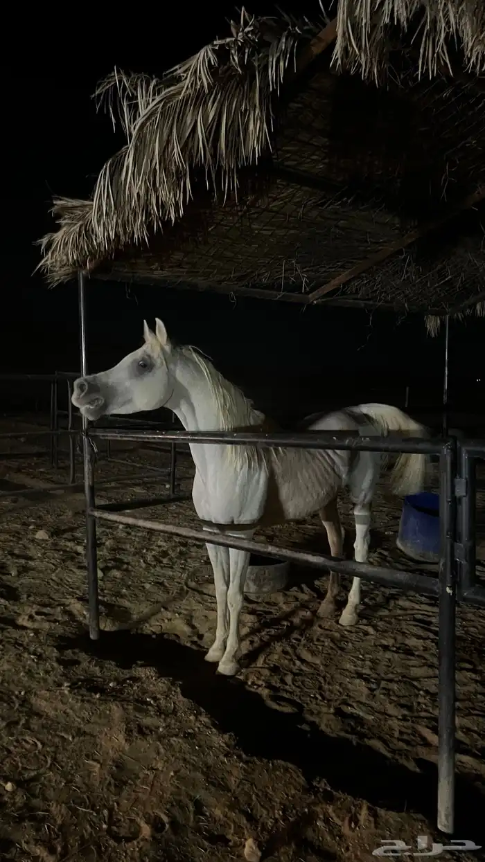 حصان للبيع 0