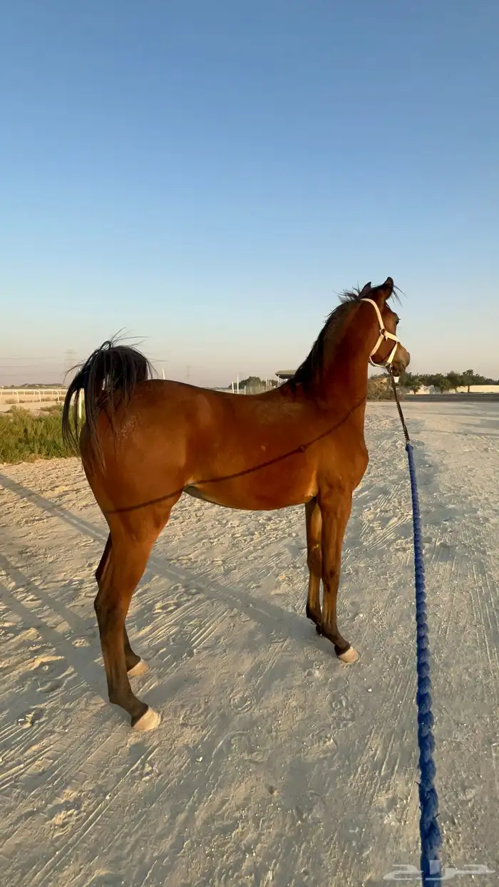 مهره شيخه رفيعه شعبيه 3