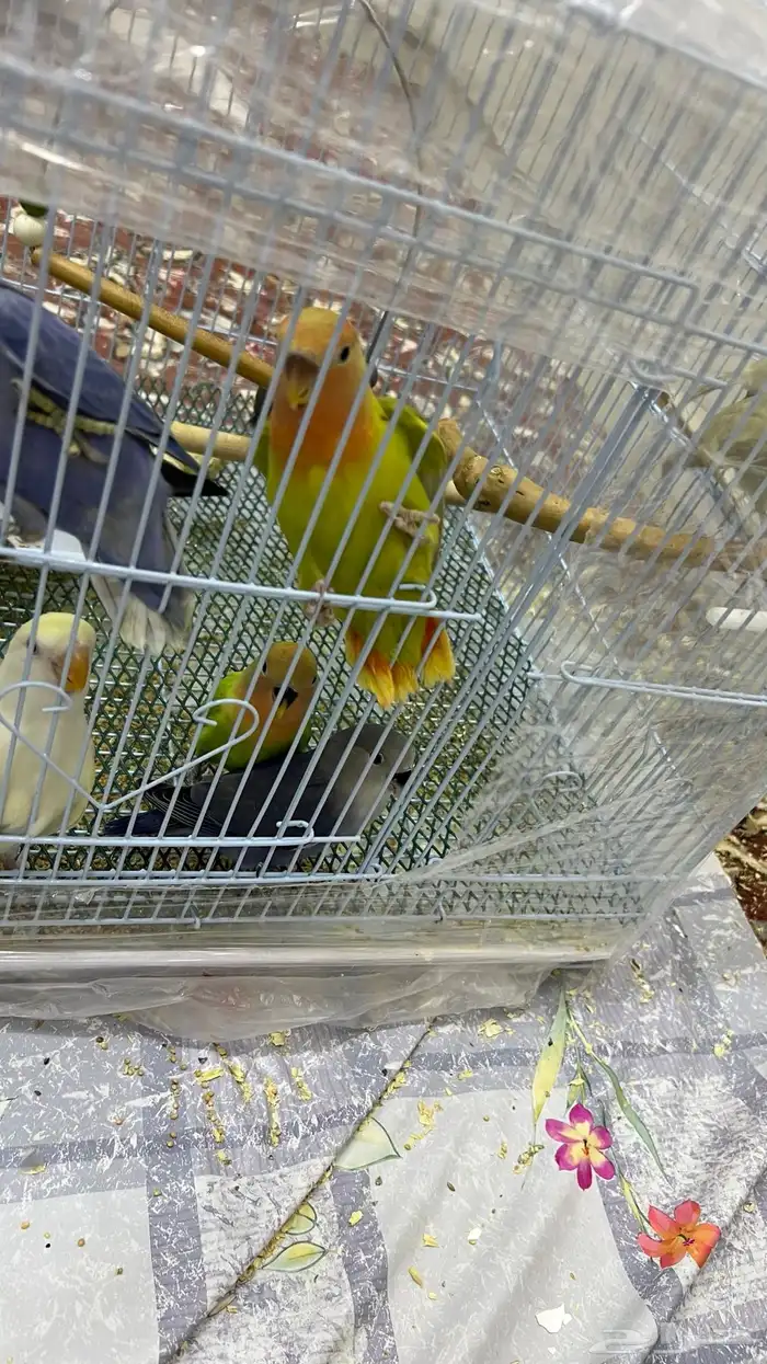 فروخ روز نهاية غر 2