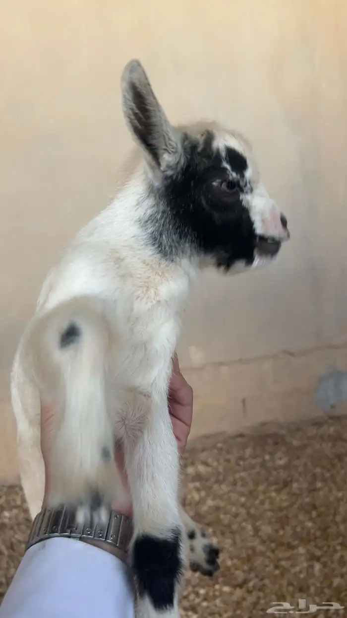 ماعز قزم مستورد 1