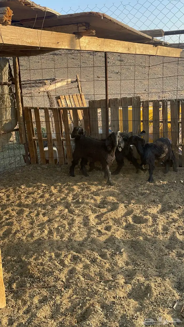 تيوس مندي(تم البيع) 6