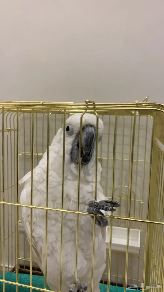 ببغاء كيكاتو امبريلا 0