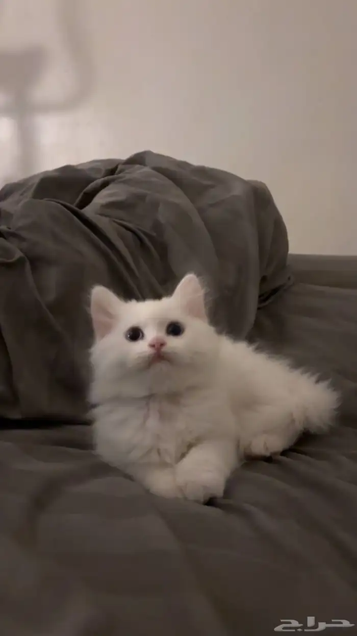قطه انثى (Permian mix   هملايا فاتحة ) العمر شهرين تقريبا 2