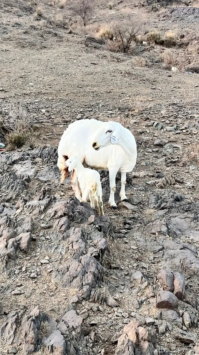 نعرض لكم شاه حرى صنف تحتها رخل (( تم البيع تم البيع )) 3