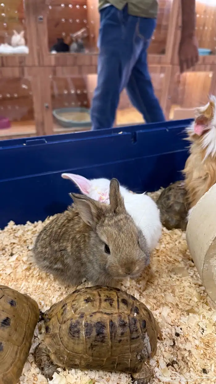 ارانب بانيز صغار 3