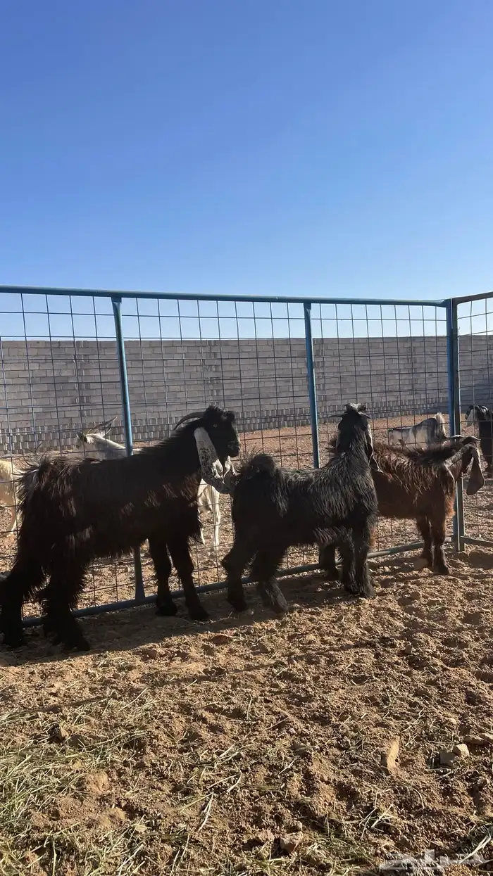 تيوس عوارض ذبايح 0