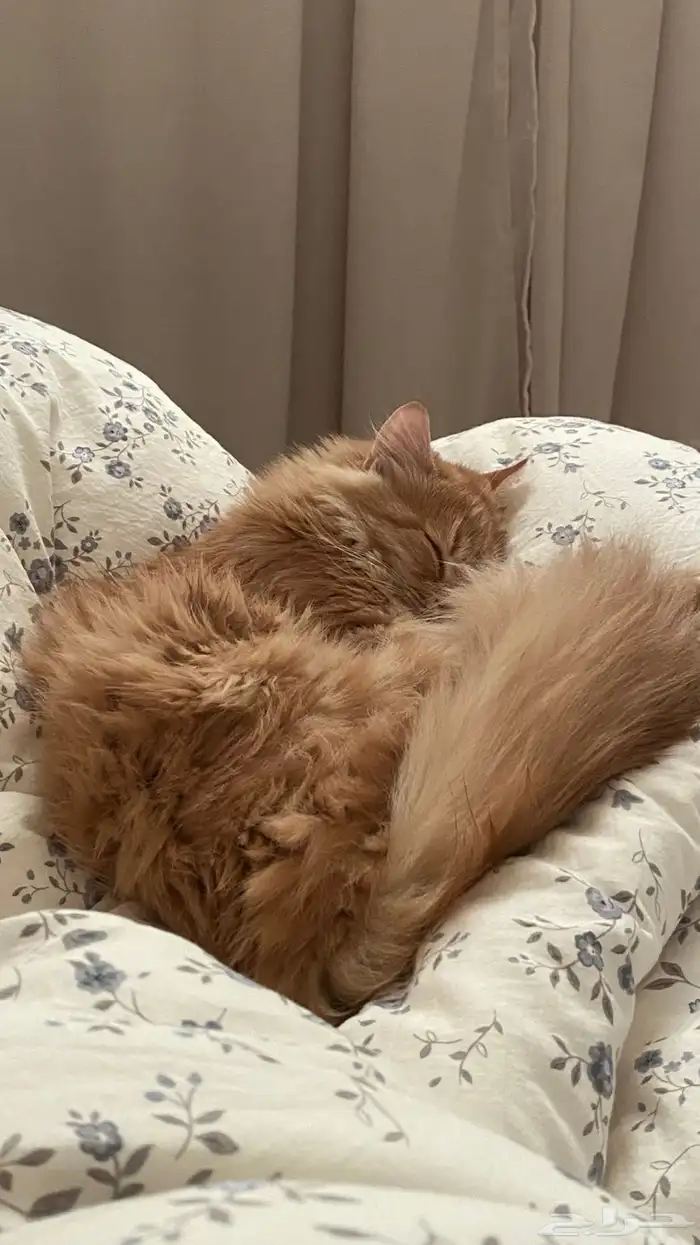 قط شيرازي برتقالي للتبني سبع شهور 4