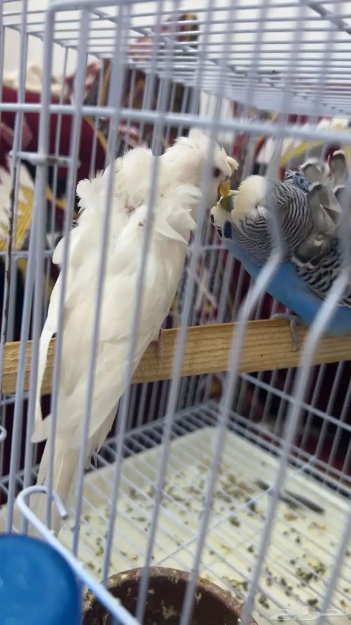 جوز هوقو منتج 1