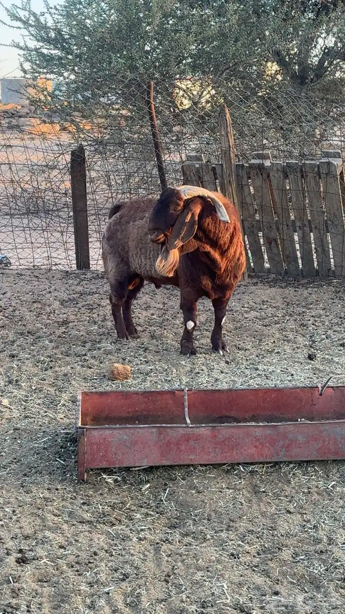 تيس كلهاري بيور 2