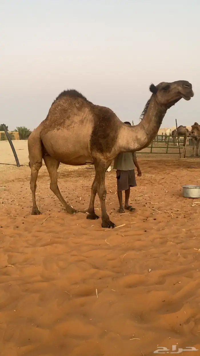 لقحه صفرا دبيانيه 2