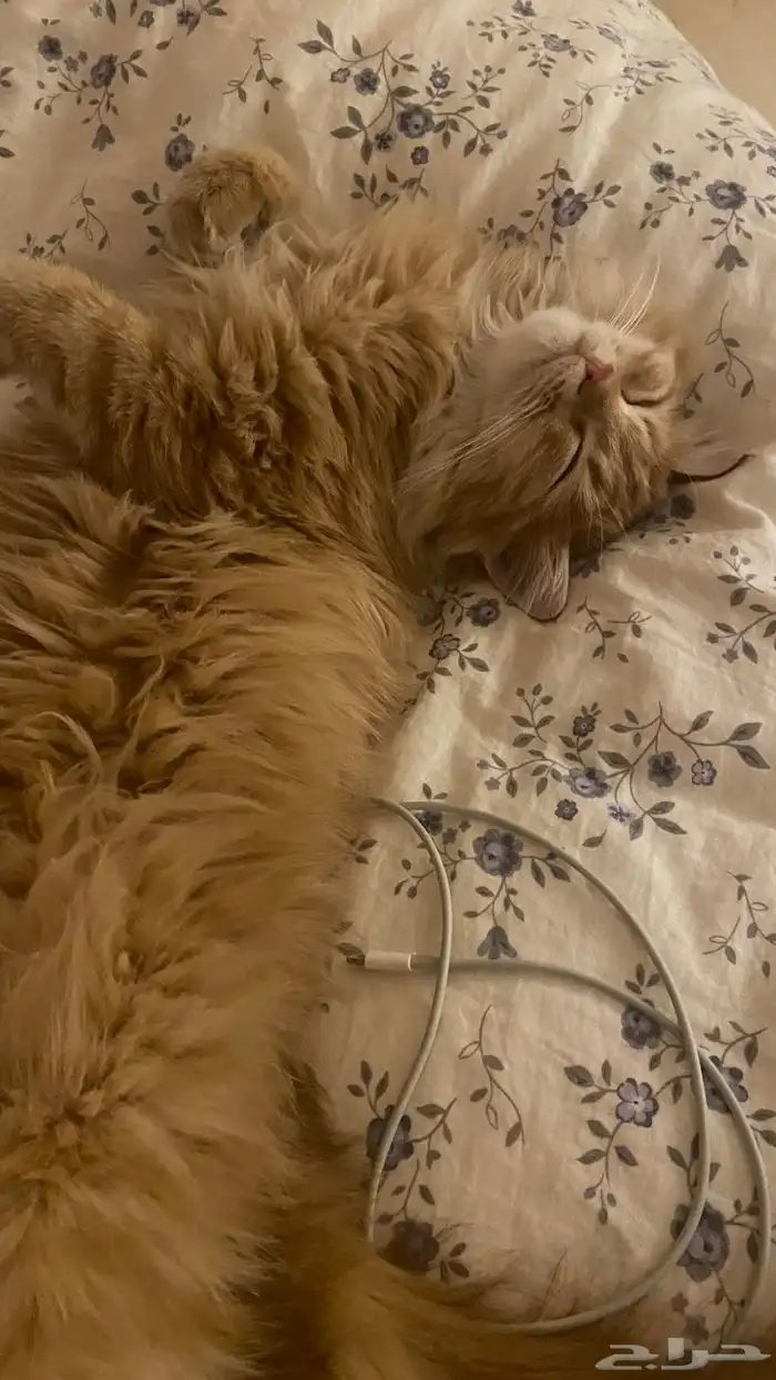 قط شيرازي برتقالي للتبني سبع شهور 3