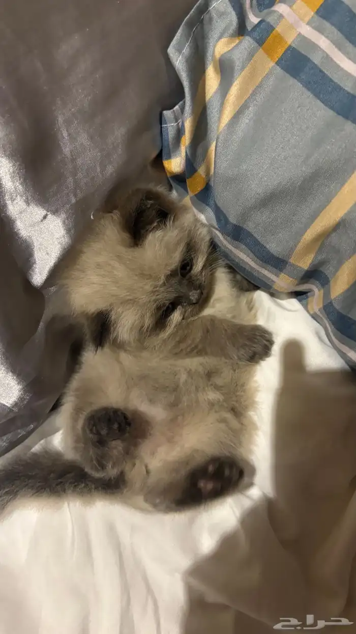 هجين سكوتش وهملايا 15