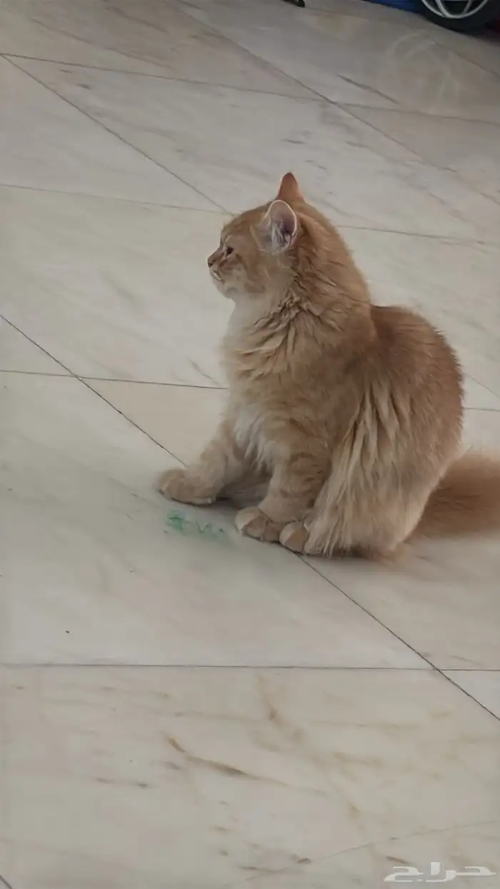 قطط التبني شيراز 2ذكر عمر خمسة اشهرونصف 1