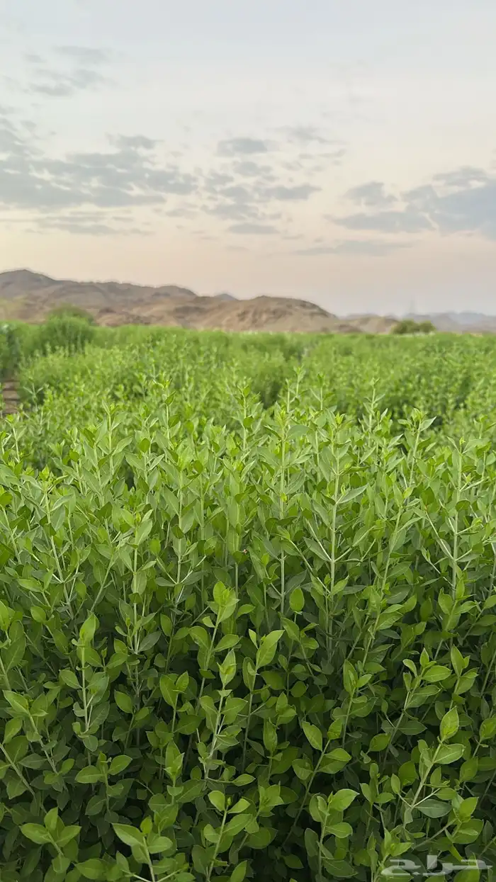 حنا طبيعي درجه اولى من مزارعنا مضمون 2