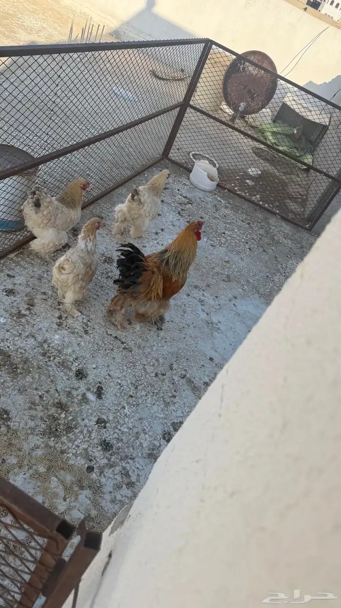 دجاج براهما طقم ديك ثلاث اناثي 11