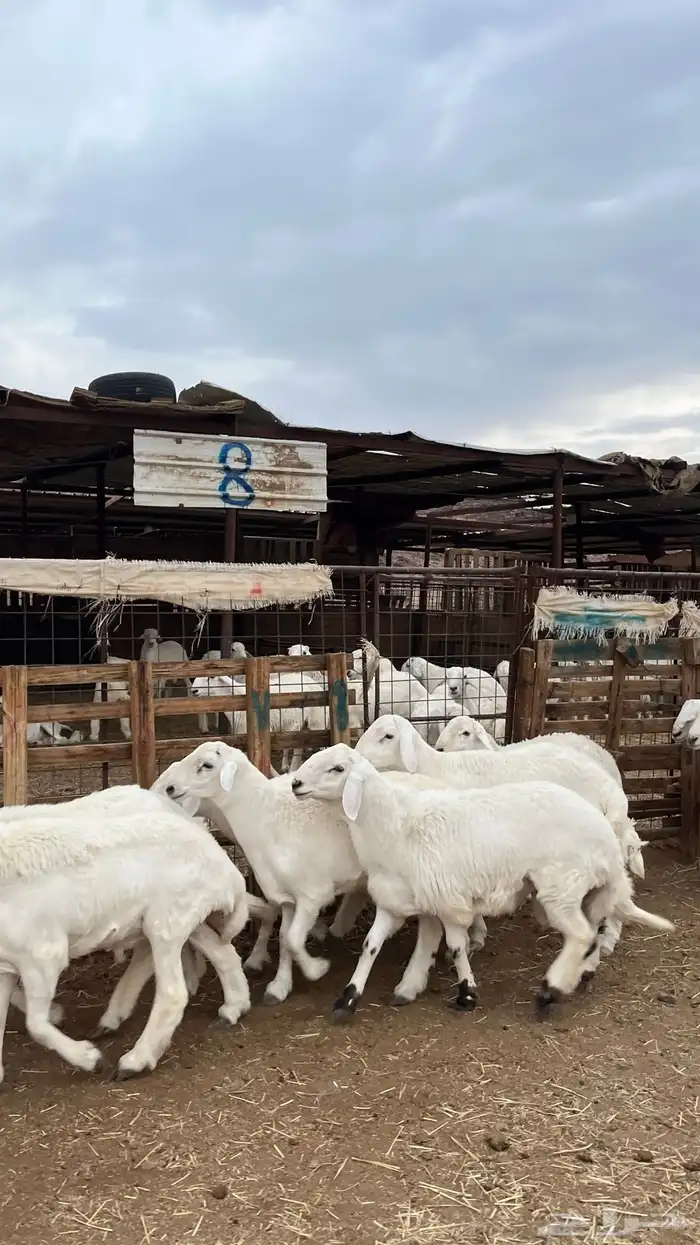 طليان حري ذبايح نظيف شرط 8