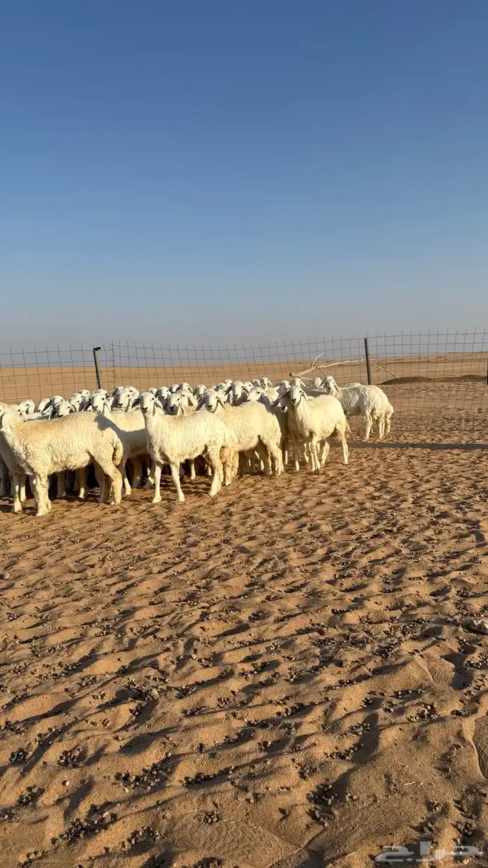 رخال جذعات حرش حلال فاخر 3