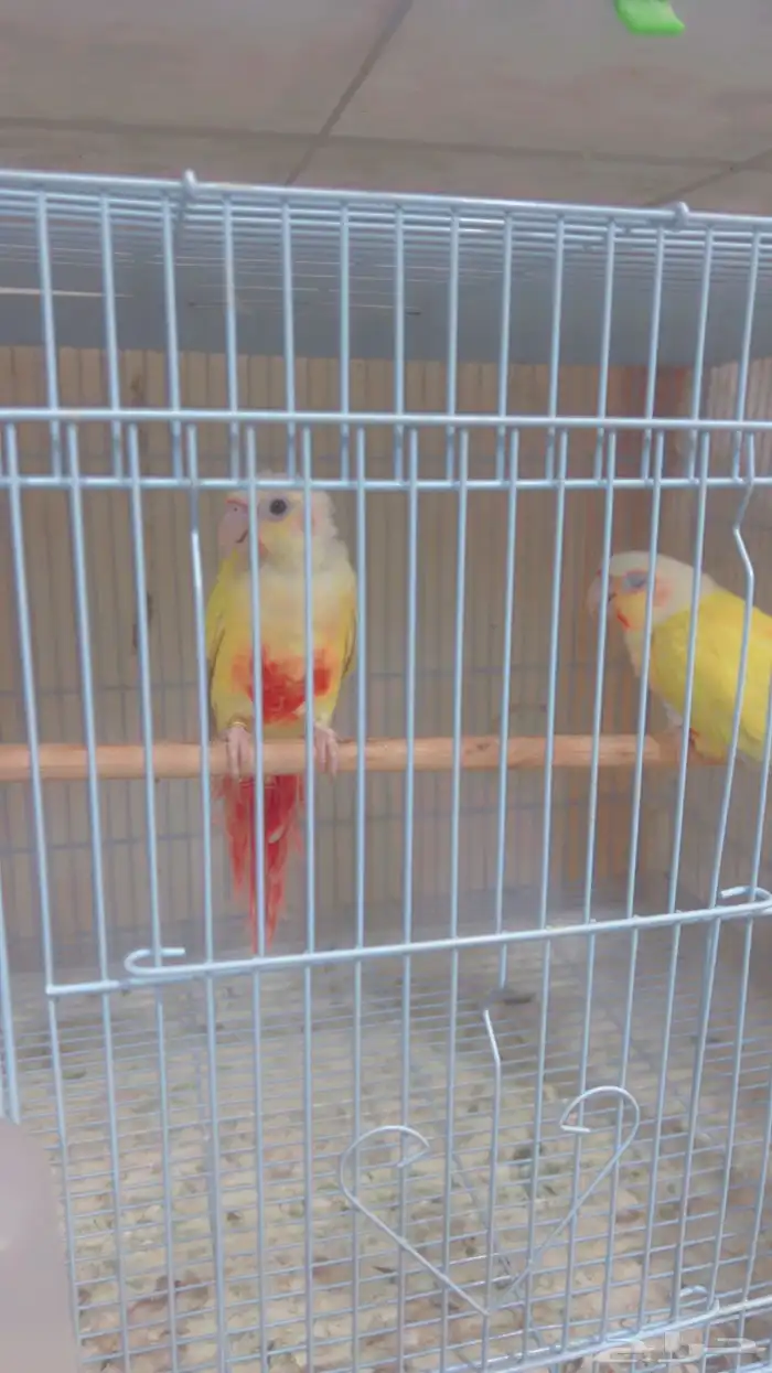 اناثي صن شك صبغه قويه 1