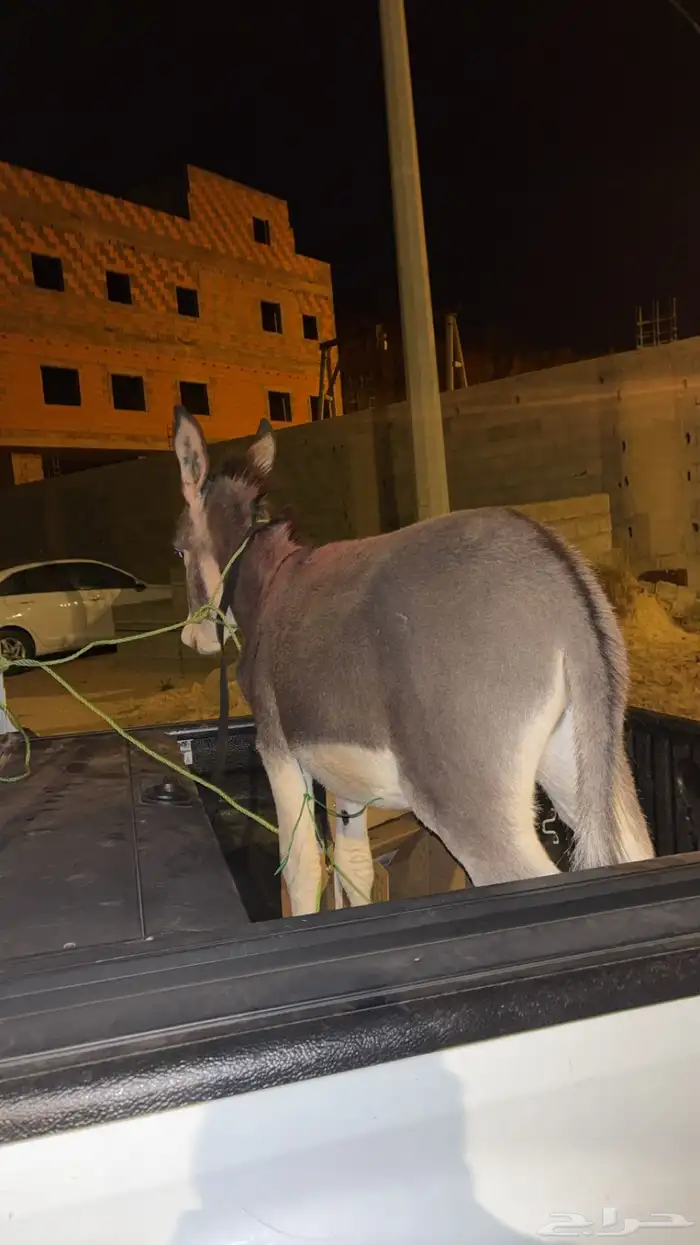 حمار للبيع 1