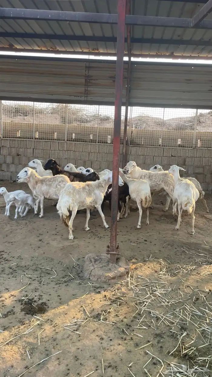 حريات من الجذع الى السديس 2