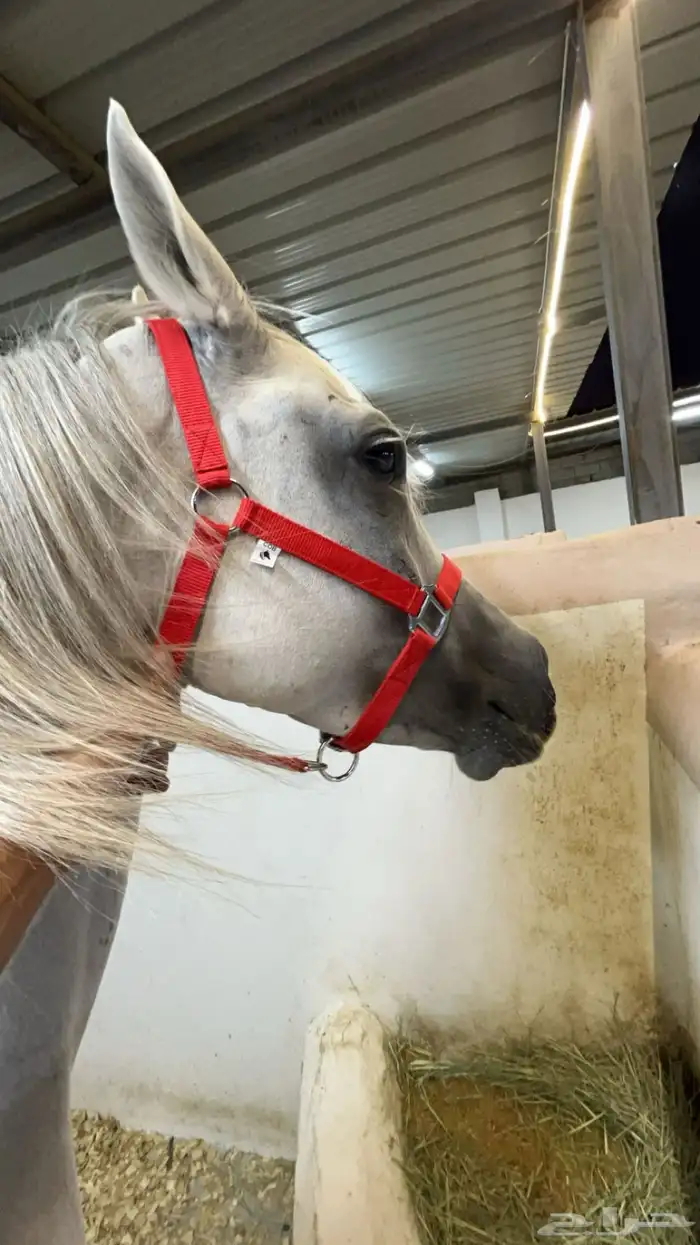 فرس مصري بيور 4