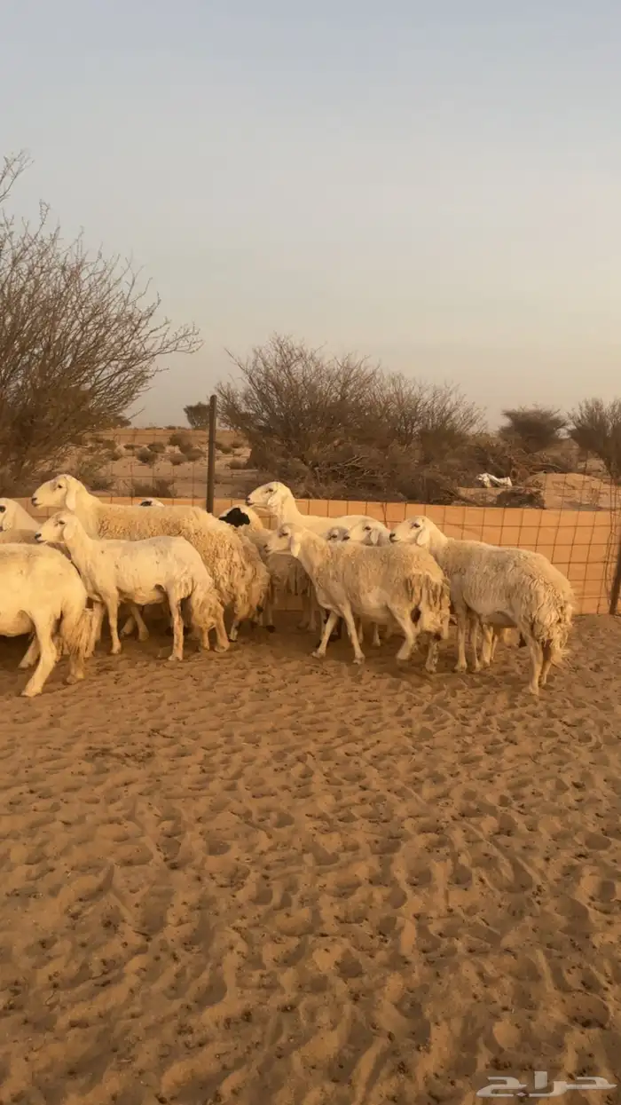 غنم حريه كفو 3