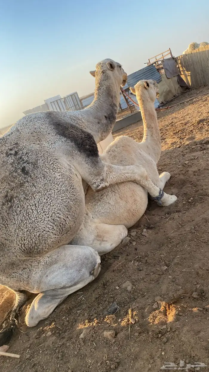 ناقة للبيع 2