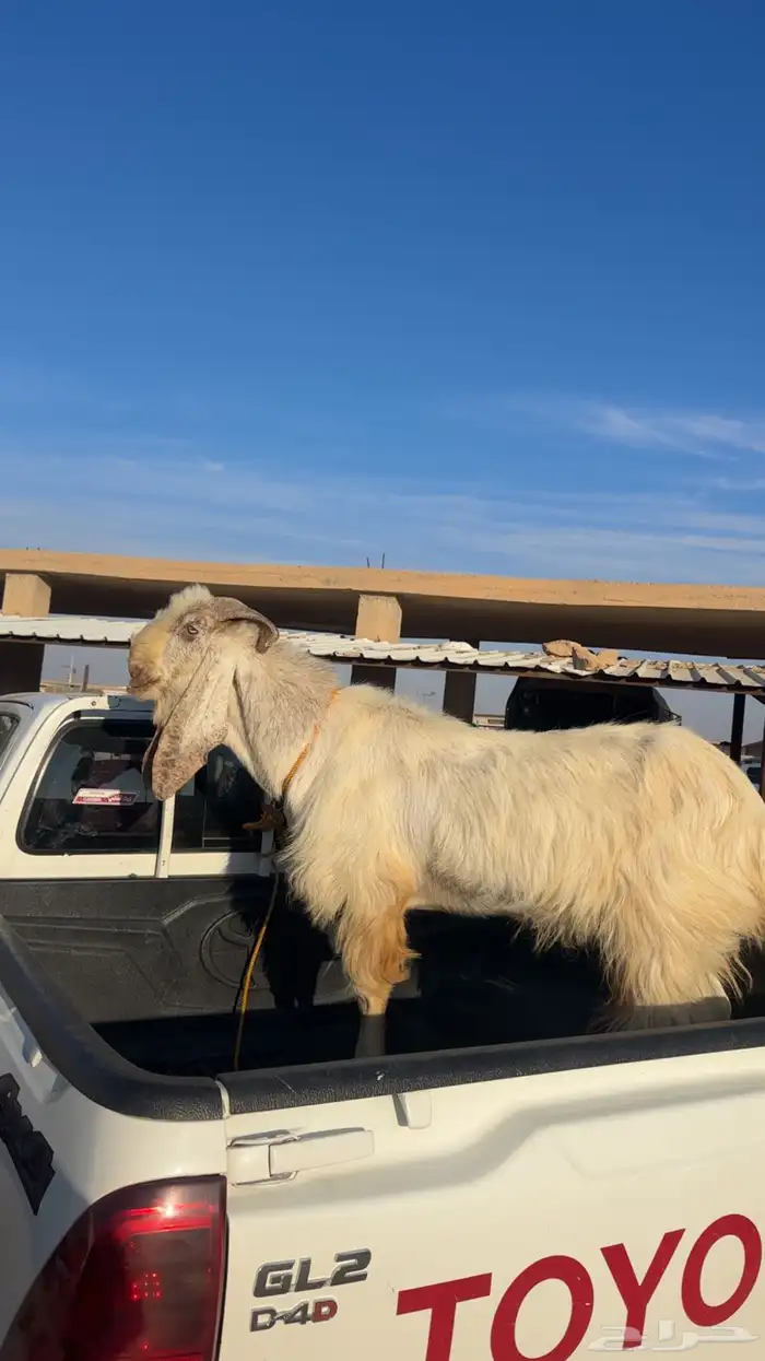 فحل ابيض ضخم ماشاءالله النتاج طيب مره 0