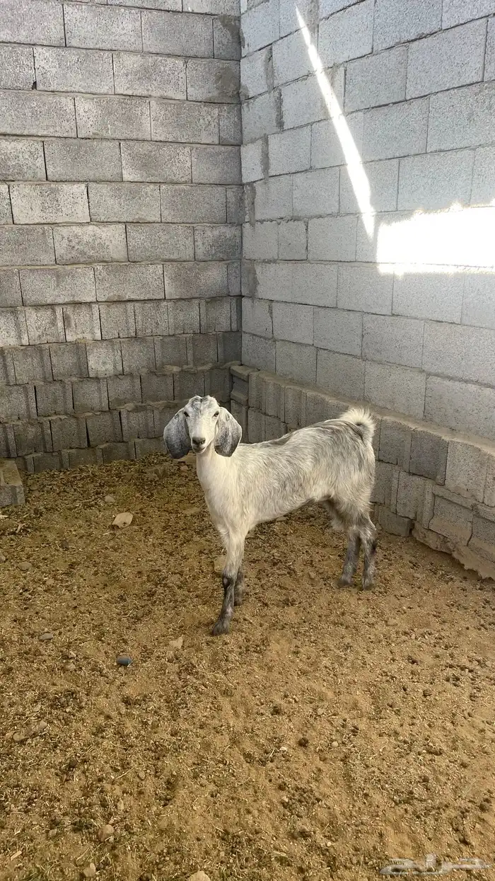 جفره ذبيحه 0