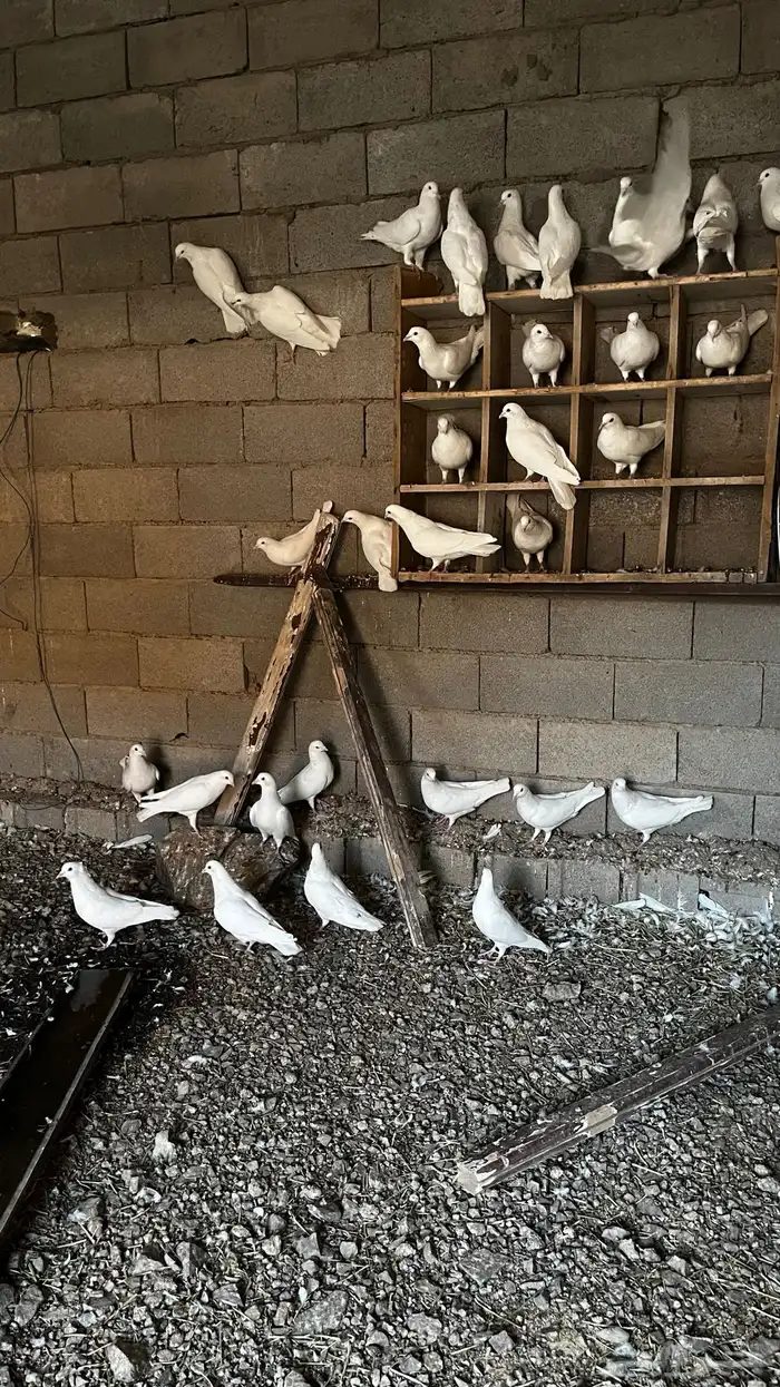 حمام فرنسي منتج للبيع 2