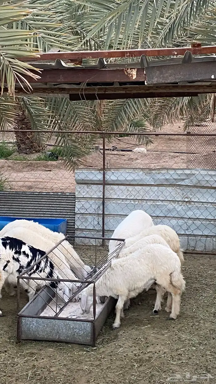 خرفان ورخال صفر (تم البيع) 0