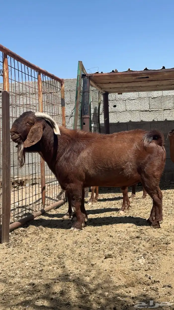 تيس كلهاري بيور 8