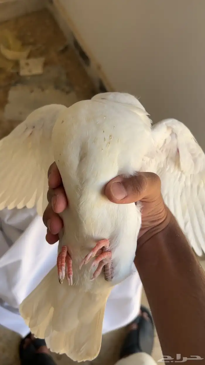 فروخ حمام للبيع فرنسي سلفر زاجل مذبوح 3