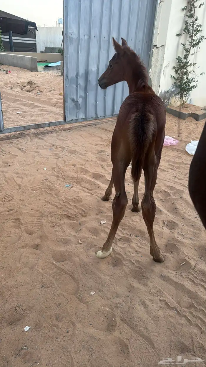 فرس عربيه ورق تحتها مهره البيع ب المهره او بدون 6