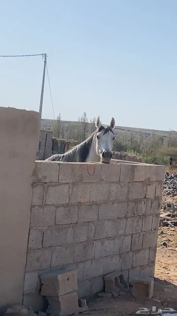 حصان شعبي الي يبي مقاطع يجي واتساب 0